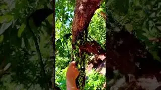 the process of cleaning moss on tree trunks #shorts