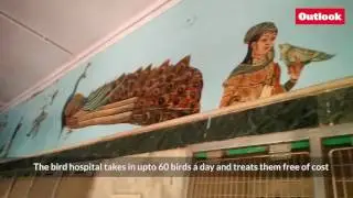 A tour to the Charity Birds Hospital, at Chandni Chowk, New Delhi.