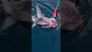 Pomfret 🔥 hard to catch 🤩 not everyone can 😃 #deepjigging #fishinglife #mv #groupfishing