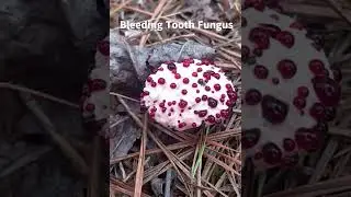 Bleeding Tooth Fungus Hydnellum peckii, up close, with blood droplets
