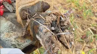 Cow Hoof Injury Fixed | Steel Nail Removal and Complete Treatment