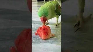 Parrot Eat watermelon🍉🍉 #parrots #mitho #parrotshorts