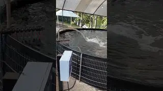 Tanque p/ 1000 Til&aacute;pias
