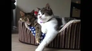 #munchkincats #munchkincat #cat #cats #catsconnect #catstagram #cats_of_instagram #catofinstagram