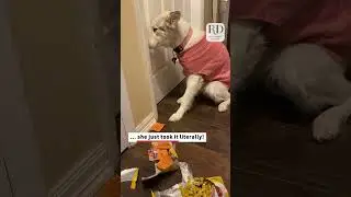 У этой собаки на лице было написано чувство вины! #смешныесобачьиштуки
