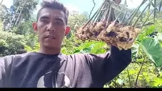 Survey kebun Jahe usia 6-7 bulan siap panen