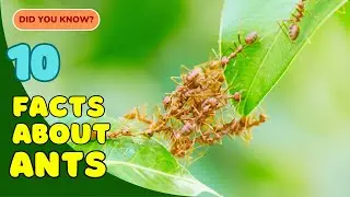 10 Incredible Facts About Ants You Didn&rsquo;t Know! 🐜