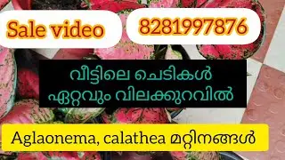 Today's special sale - Lowest price Ever.Aglaonema, calathea, alocasia.