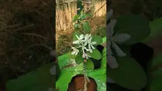 LiveStock zenox experiment on hot climate apple plants in odisha 63712 98928 ,7978673125