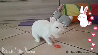 Coniglietto Goloso: La Sua Prima Anguria! 🍉🐰