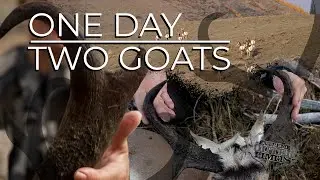 1 Day/2 Goats - Antelope Hunting in Western Wyoming