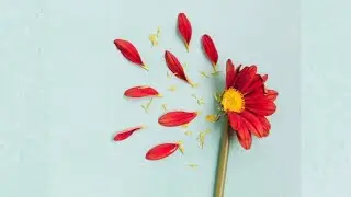 Blooming Daisies by Amaury Laurent Bernier & Shere Fraser