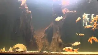 Clown Loach Cory Angel Fish Aquarium (HD)