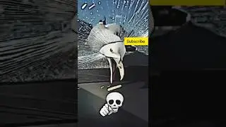 Birds Sigma 😨😱💀☠️#MrEditer #TrollFace #SkullEmoji #MemeEdits #FunnyVideos #ViralShor #youtubeshorts