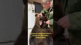 Brush a Bear&rsquo;s Teeth? #shorts #wildlife #bear #quotes