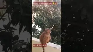Funny monkey activities Monkey Jumping and playing Dont Miss End🐒