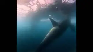 Orcas Swim Next to US Coast Guard Ship in Antarctica