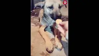 Street Dog Crying | Feeding Street Dog