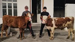 SEMENTAL GIBRIT TOZA SEMENTAL SUT EMDI HAMDA OʻTGA KIRGAN BOʻZAKLARDI DAXSHATLARI KELDI 🔥🔥🔥