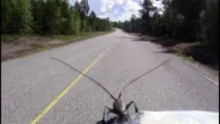 beetle hitchhiking...