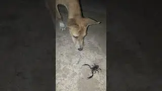 SCORPION vs DOG