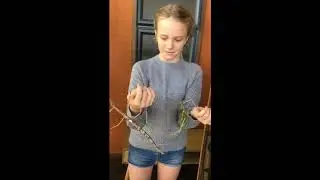 Girl Lets Giant Stick Insects Crawl On Her Arms