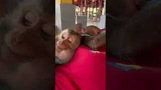 Monkey baby sleeps with Miss Van in the hammock#shorts