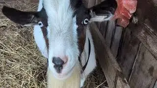 The Spaztic Goat's Music Video 🐐🎶 #spazticgoat #beautifullgoats #farmlifelove