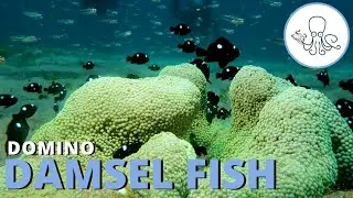 A day in the life of a domino damsel fish | Critter Hunter