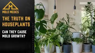 The Truth About Mold & Houseplants - Can They Cause Mold Growth?
