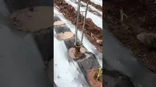 Efficient Farming: Manual Seedling Transplanter in Action