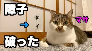 【猫　誕生日】マサの２歳のお祝いに好きそうなおもちゃを買ってあげました。そして、ついにマサが障子を破りました。決定的瞬間をお見逃しなく。