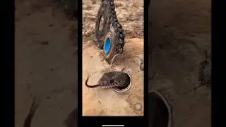 🐍 1 MILLION VIEWS challenge