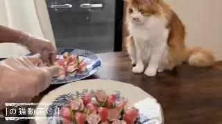 （簡単にぎり鮨）猫と握り鮨を造る｜0103（土）09：33～　Cat and gluttonous rabbit