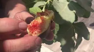 The Fig Tree - Ficus carica - Growing Naturally in Itamar Israel  -