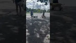 Aggressive Dogs Becomes Friends with Dog Training #shorts