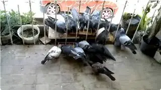 Southview CDO Kruukruu Stream (Daily Pidgeon Watching)