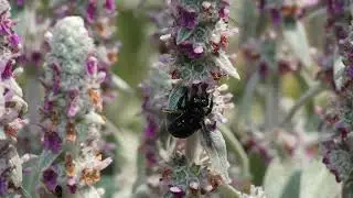 carpenter bee