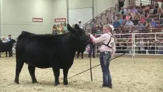 NJAS 2016: Bred-and-Owned Angus Heifer Show