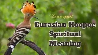 Eurasian hoopoe spiritual meaning (Upupa epops)