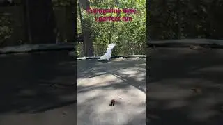 Umbrella cockatoo jumps on trampoline with subtitles (I perfect run)