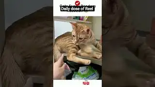 Understanding Cat Behavior | Why Cats Act the Way They Do 🐱