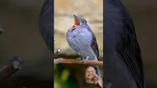 Cute Birds ❤️&zwj;🔥 | cat in mango | Zuka Zuka ❤️&zwj;🔥 #shorts #funny #animals #alarm #sound #birdsounds