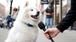 Animals Give Their Honest Opinion of Humans 🐀🎤 | Street Interviews (AI Edition)