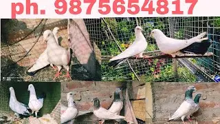 Rampuri/kalduma/Lalsira pigeon sell achy.ph.9875654817.kol.700110//.loc.. sodepur  road board Ghar..