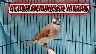 KICAU TRUCUK BETINA NGEROL MEMANGIL JANTAN ‼️ AMPUH 