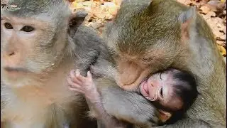 Strange Story ! Very bad Cruella monkey try hug baby Chikis from mom Connie,Baby cry loudly