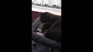 Well behaved cat