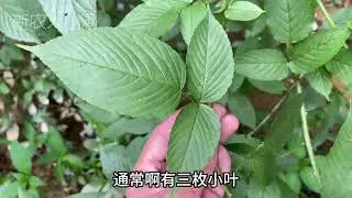 白花悬钩子也叫&ldquo;南蛇勒&rdquo;，价值厉害了，遇到挖一些回家