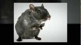 Bening Pest Management 919-673-8999 Pest Control In Cary & Raleigh NC Exterminator Service